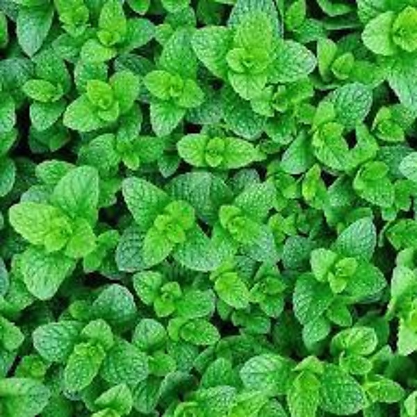 Bo He — fresh mint leaves