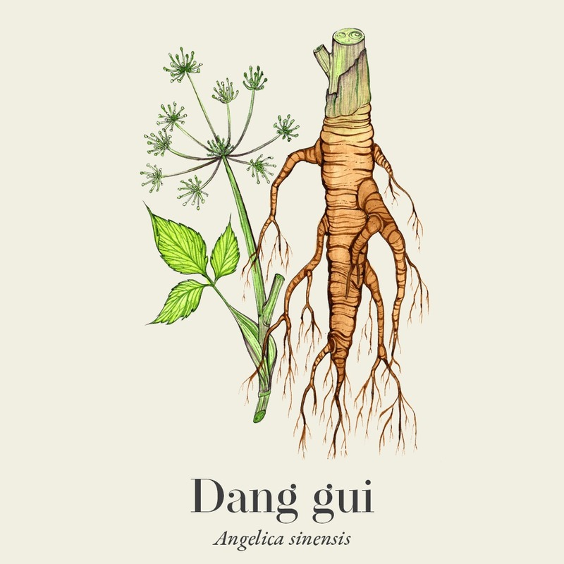 Dang Gui — Angelica sinensis root